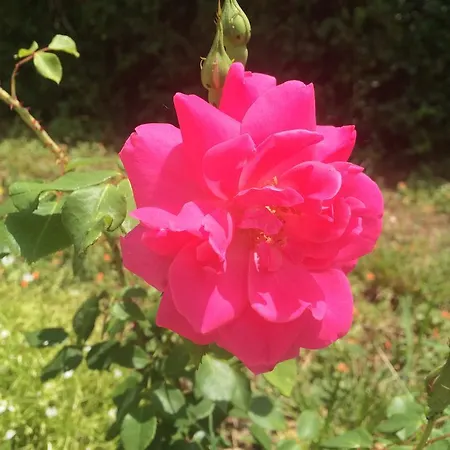 Stosic Casa de hóspedes 3*