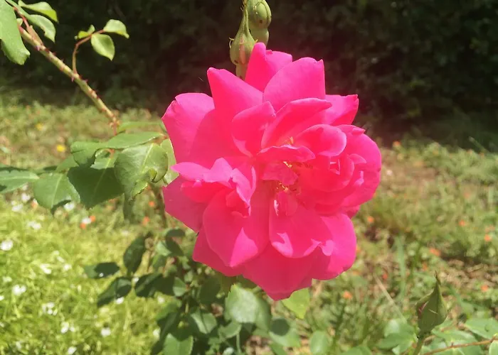 Stosic Πανσιόν 3*